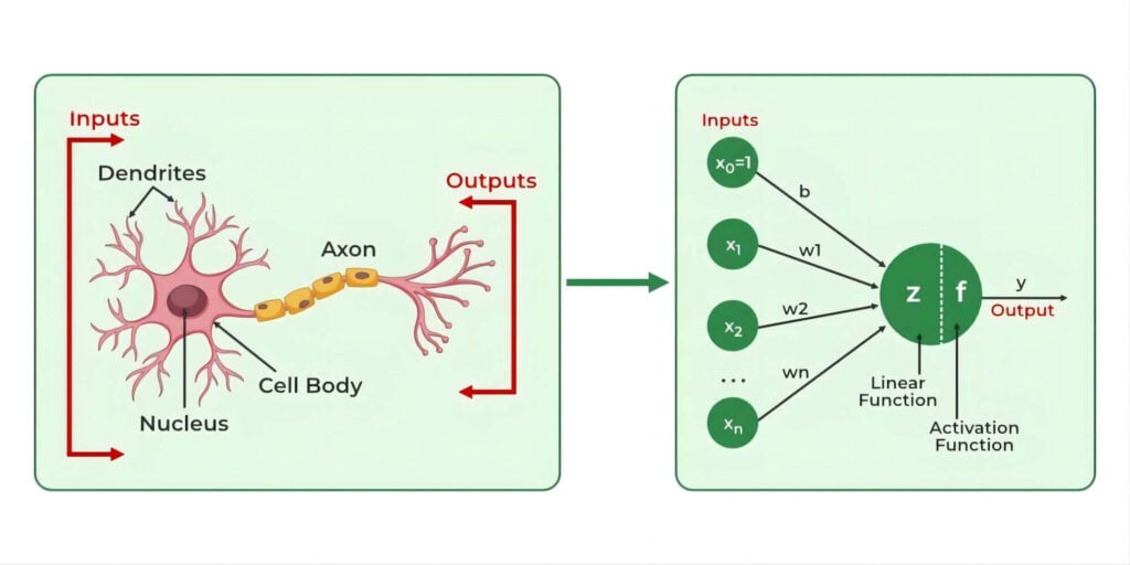 Neuronas biológicas a neuronas artificiales.